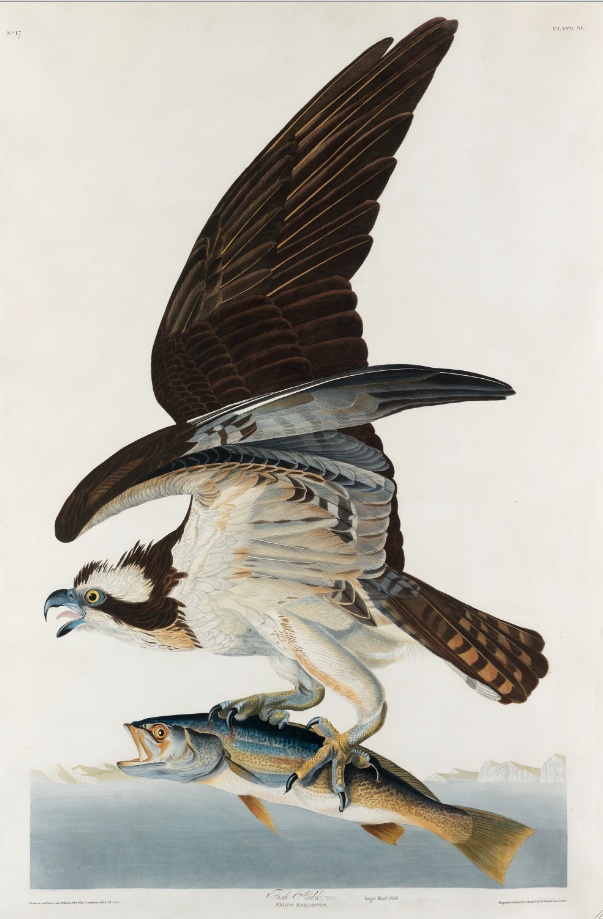 Audubon