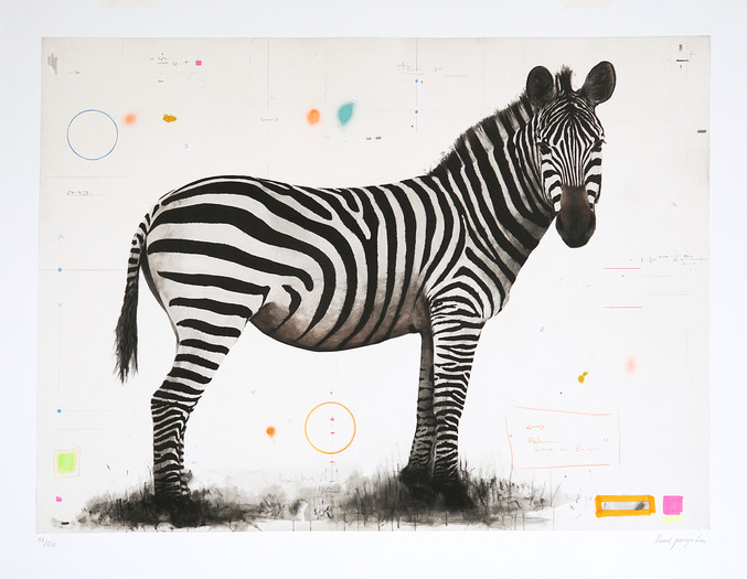 David Morago, Zebra. Pigment Gallery